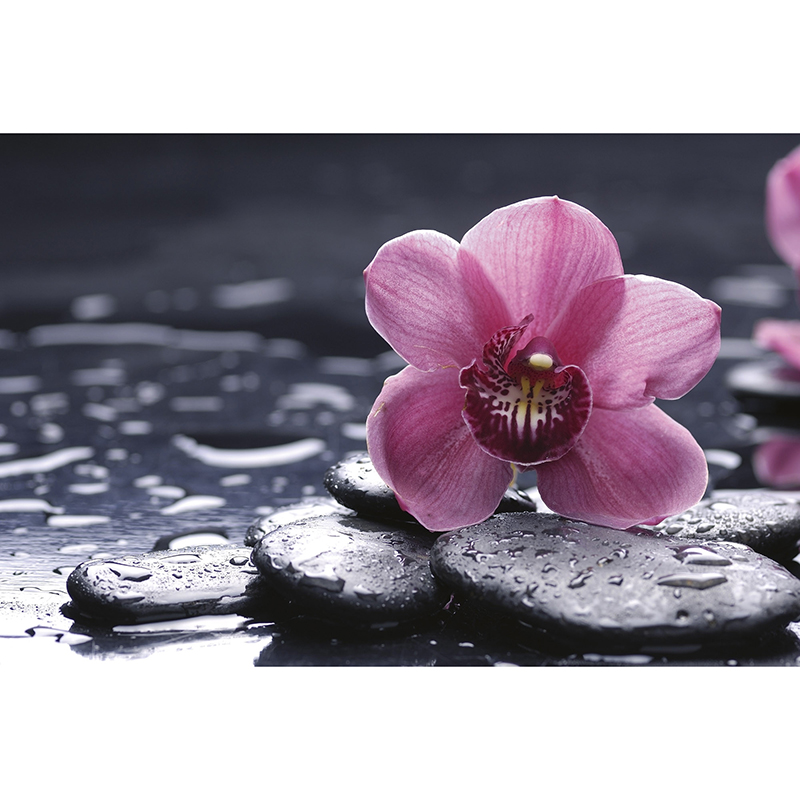 Tapet Orchid Dimex