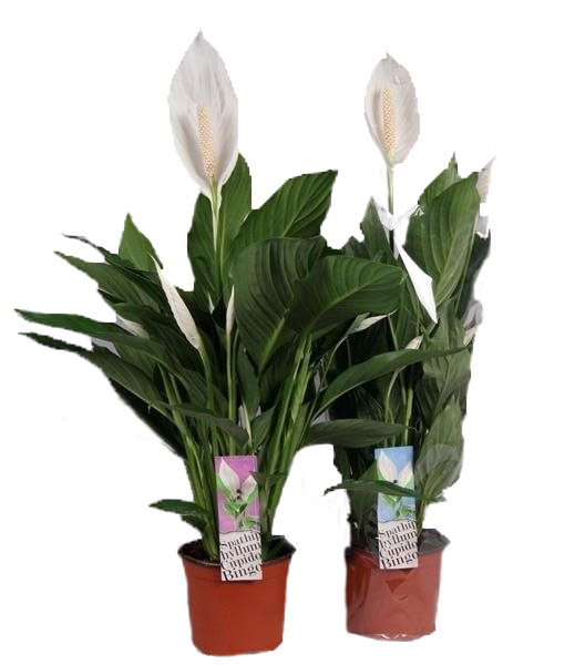 SPATHIPHYLLUM-FREDSKALLA 17 CM