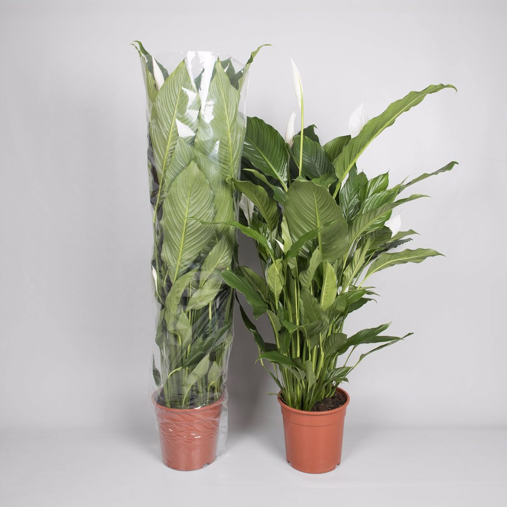 SPATHIPHYLLUM-FREDSKALLA 24 CM