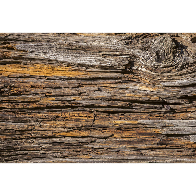 Tapet Tree Bark Dimex