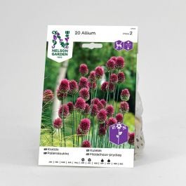 Klotlök, violett