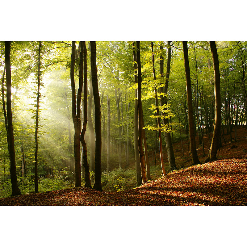 Tapet Forest Dimex