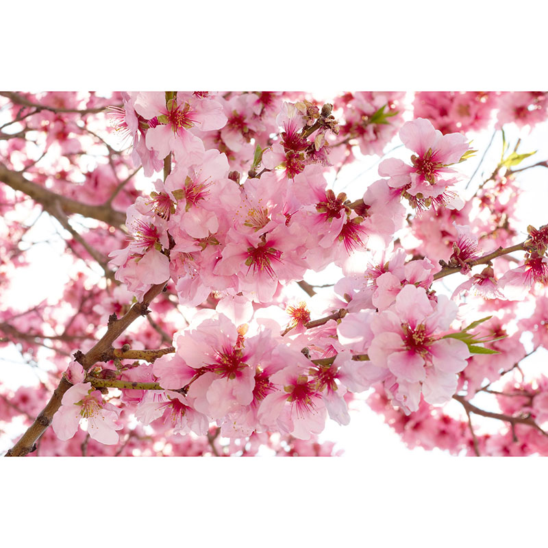 Tapet Apple Blossom Dimex