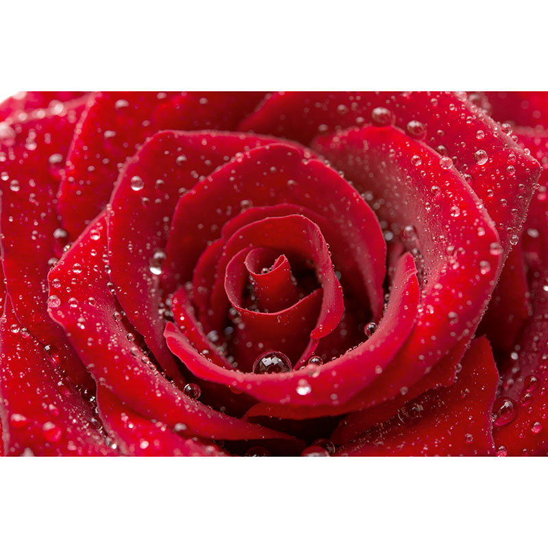Tapet Red Rose Dimex