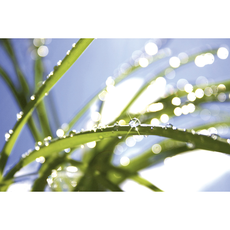 Tapet Grass Dimex