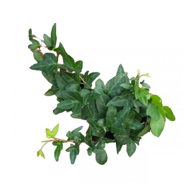 HEDERA HELIX WONDER-MURGRÖNA 8,5 CM