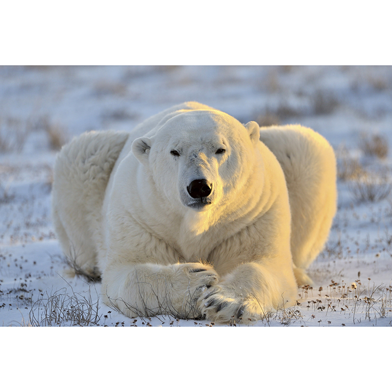 Tapet Bear Dimex
