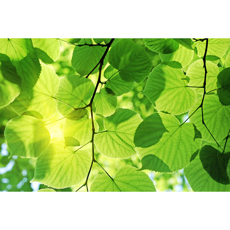 Tapet Green Leaves Dimex