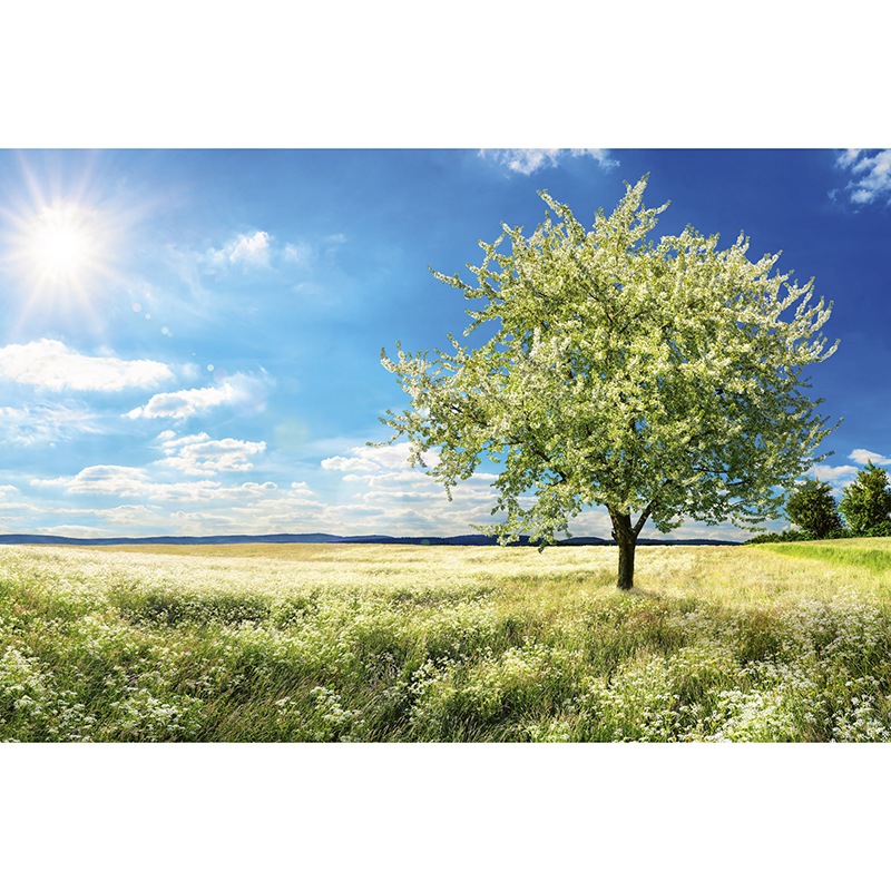 Tapet Blossom Tree Dimex