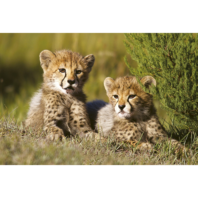 Tapet Cheetah Dimex