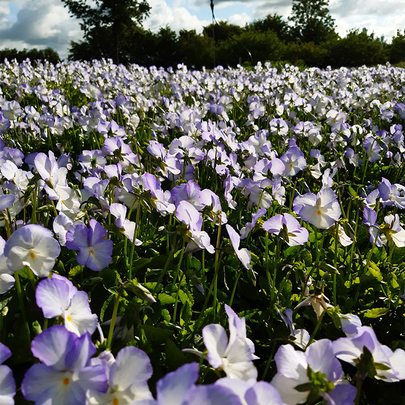 PERENN BUKETTVIOL ULLAS FAVORIT
