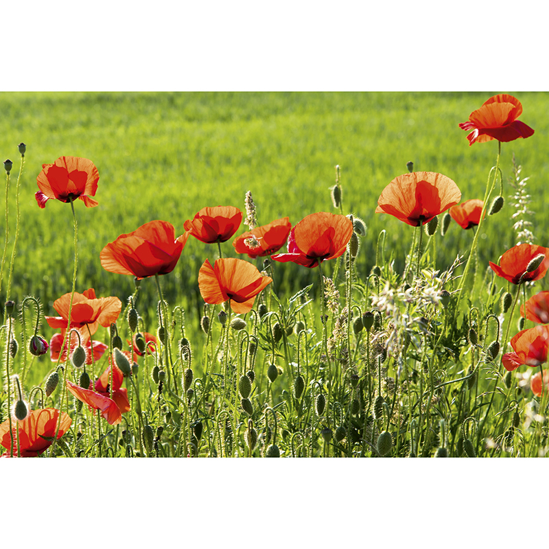 Tapet Poppy Field Dimex