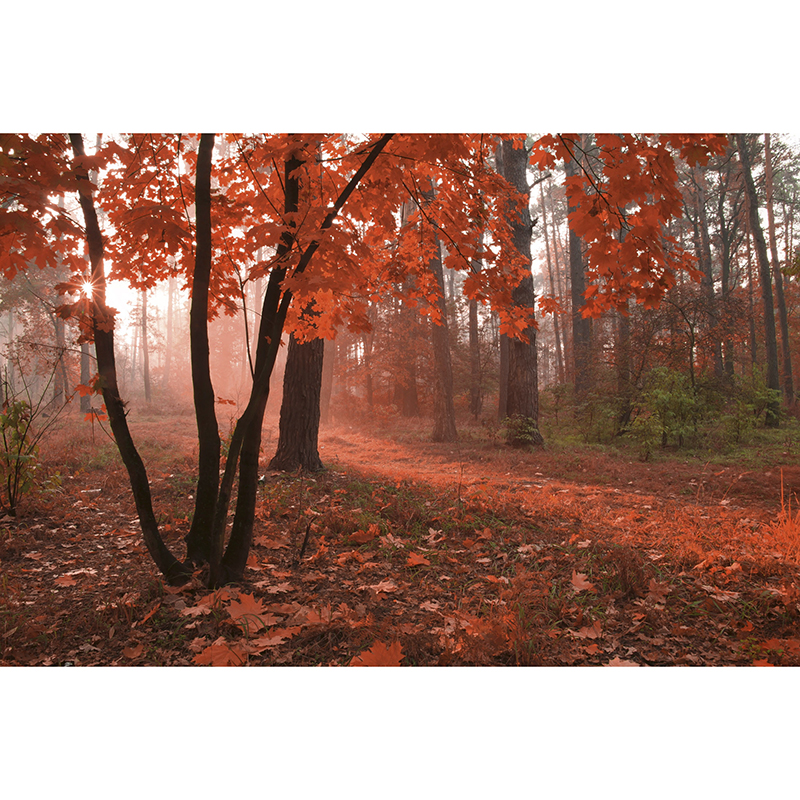 Tapet Misty Forest Dimex
