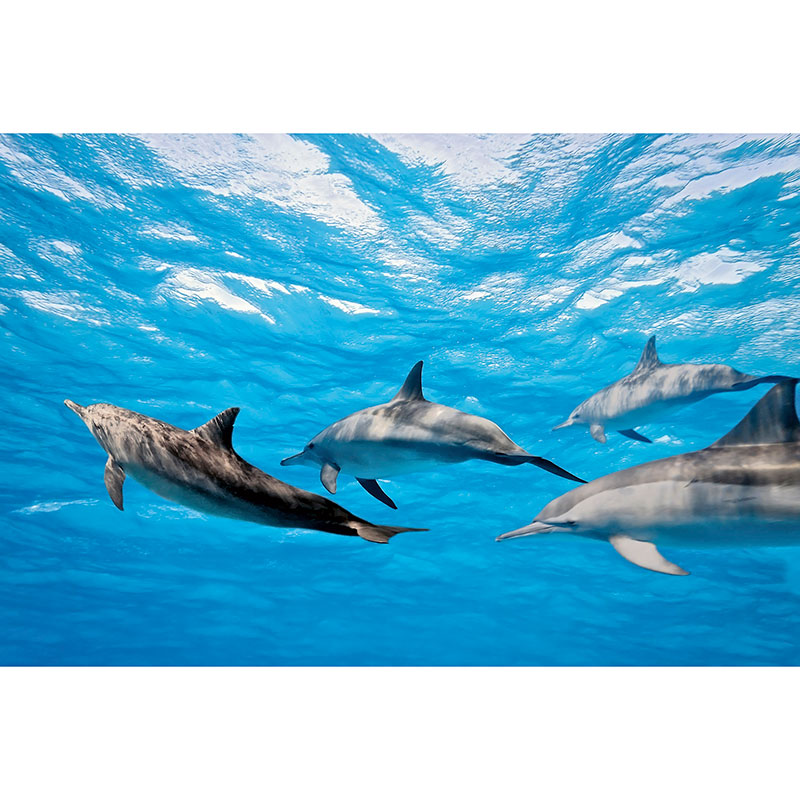 Tapet Dolphins Dimex