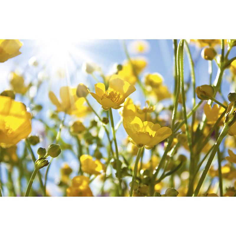 Tapet Yellow Flowers Dimex