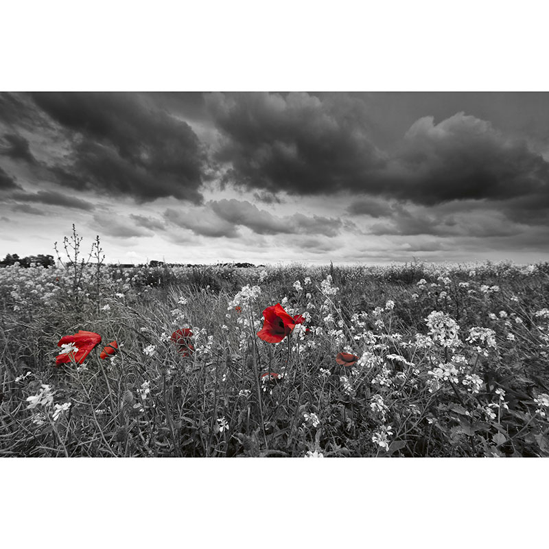 Tapet Poppies Black Dimex