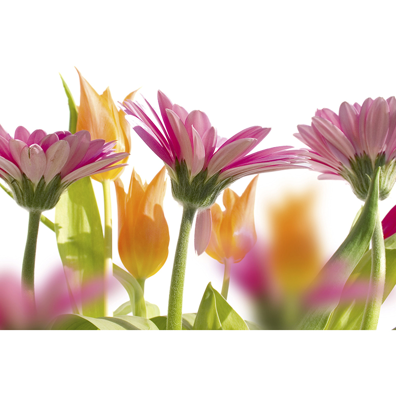Tapet Spring Flowers Dimex