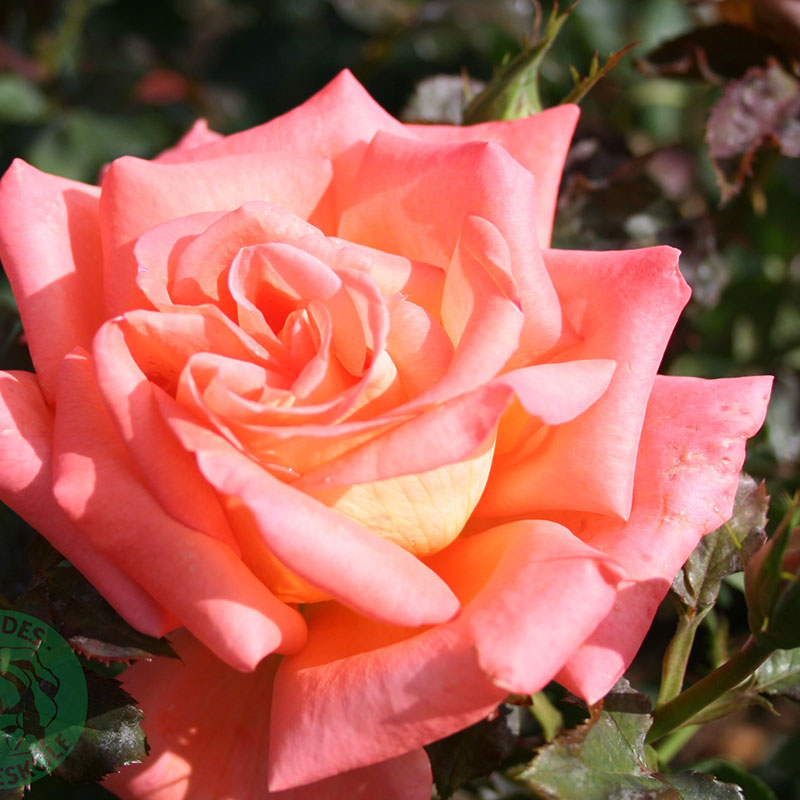 ROS VICTOR BORGE
