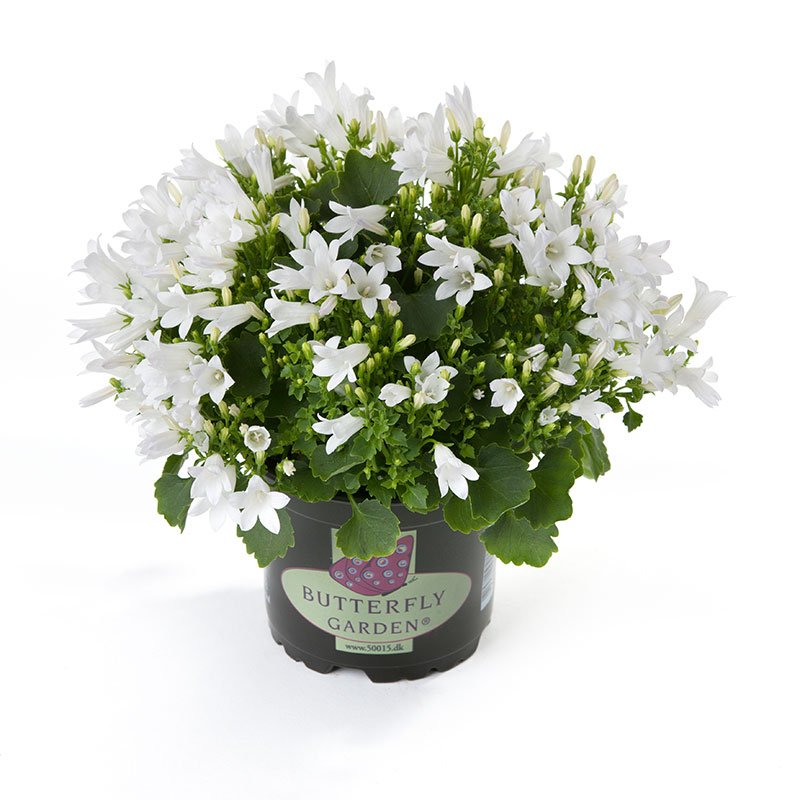 CAMPANULA-MURKLOCKA 11 CM