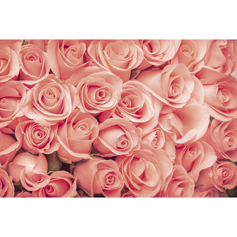 Tapet Roses Dimex
