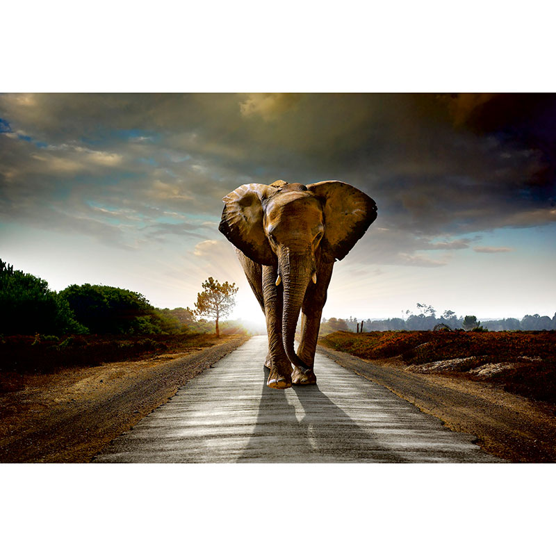Tapet Walking Elephant Dimex