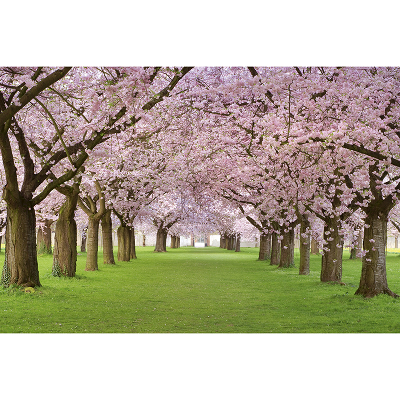 Tapet Cherry Trees Dimex