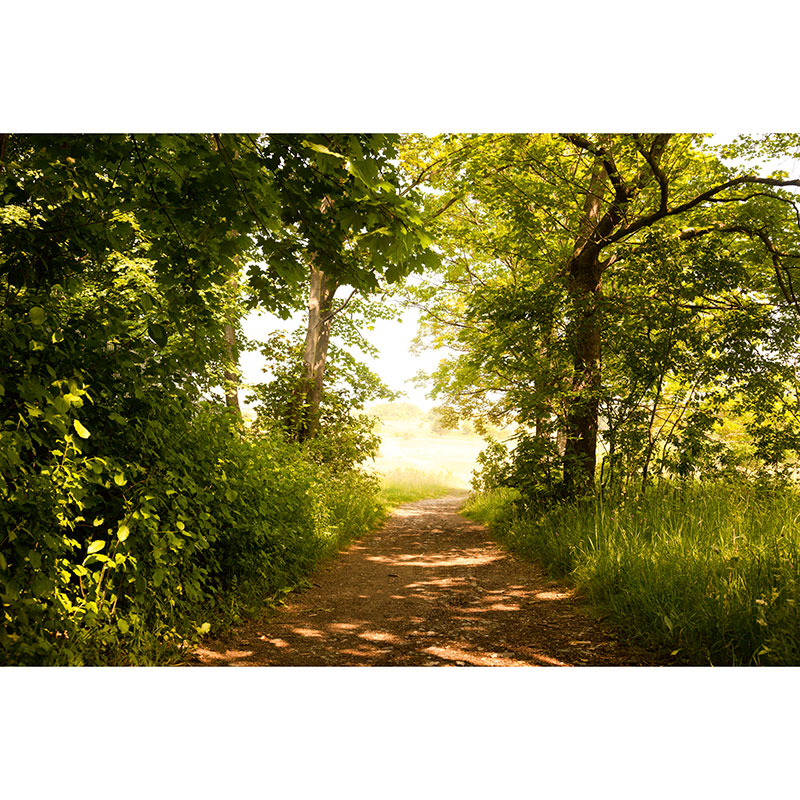 Tapet Forest Path Dimex