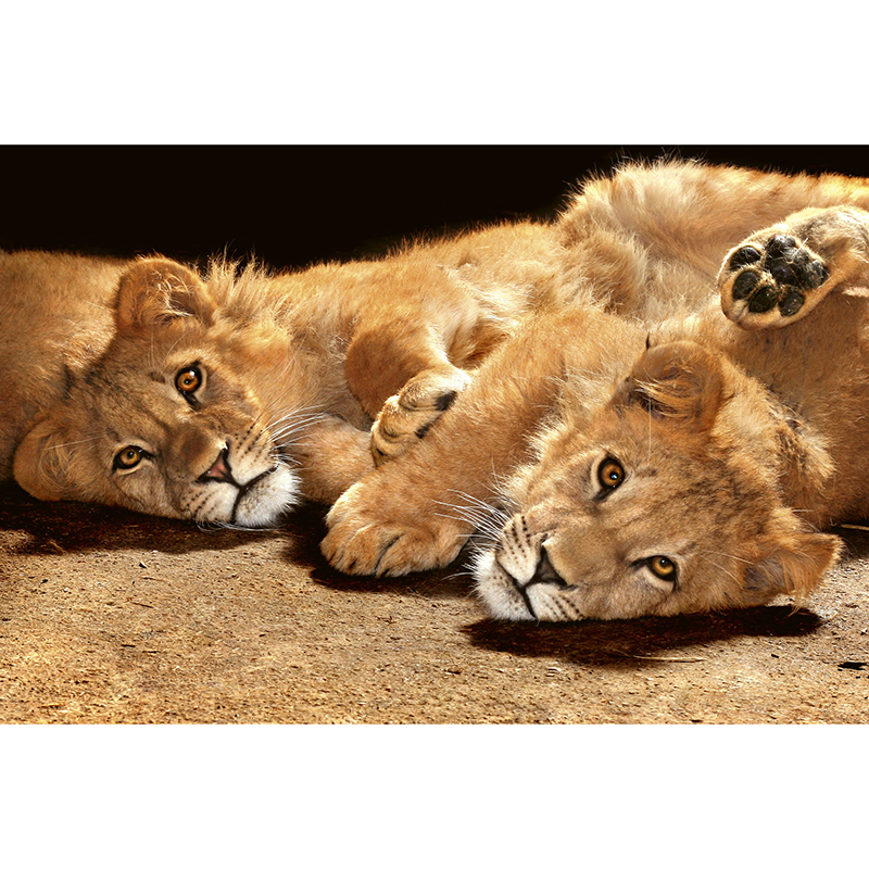 Tapet Young Lions Dimex