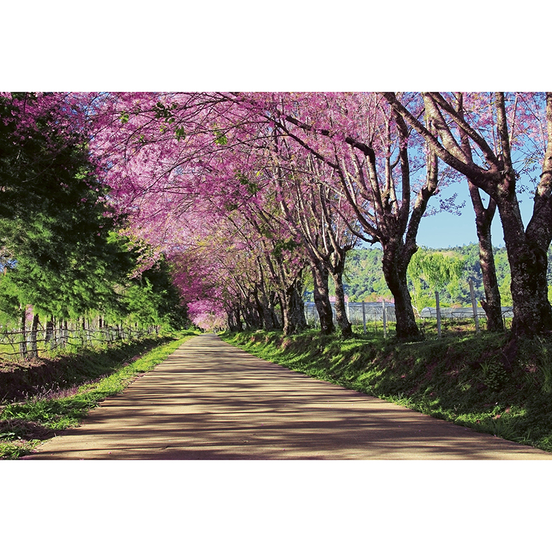Tapet Blossom Alley Dimex