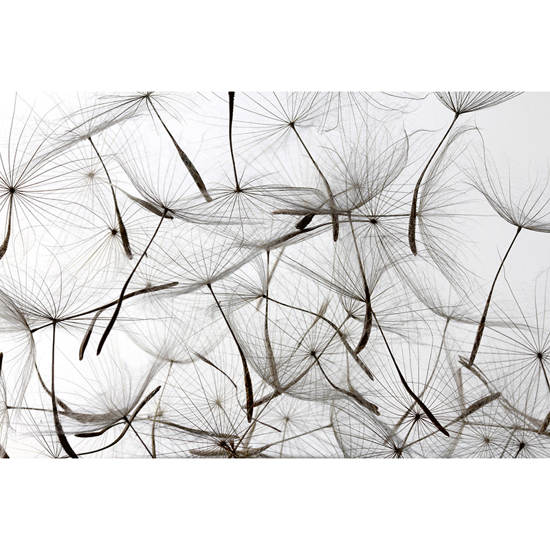 Tapet Dandelion Seeds Dimex