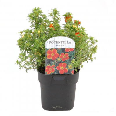 WHITE PROFUSION-SYRENBUDDLEJA VIT