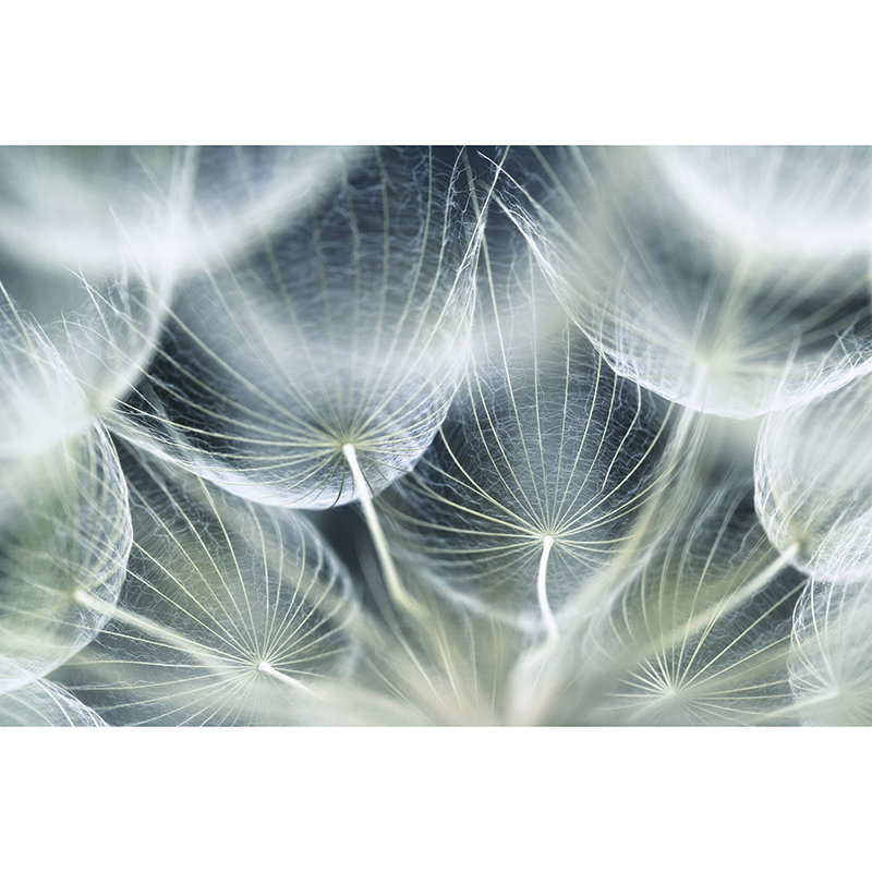 Tapet Dandelion Marco Dimex