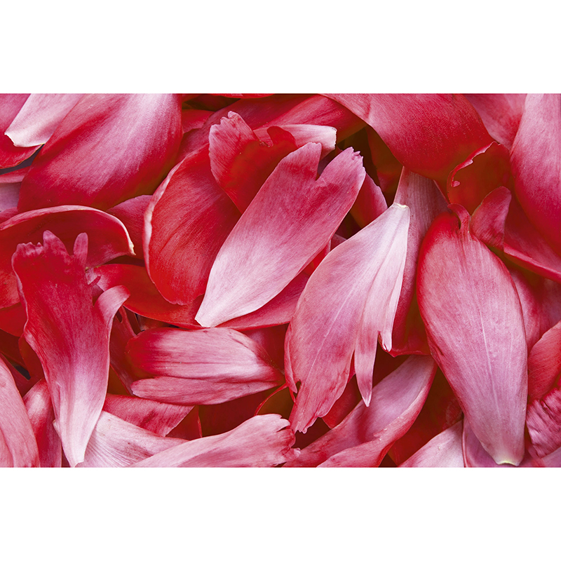 Tapet Red Petals Dimex
