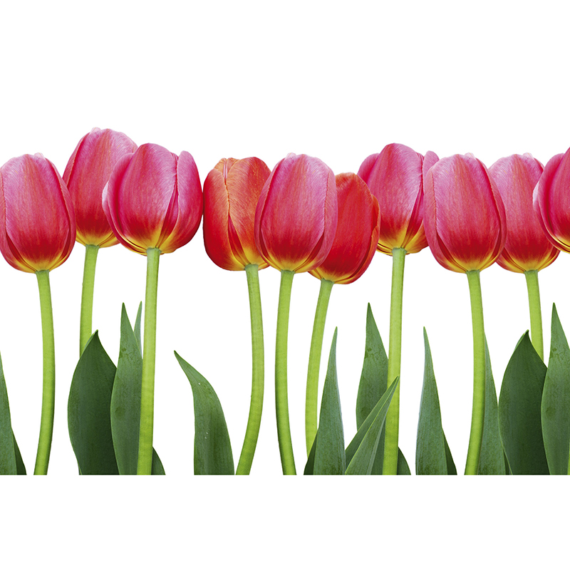 Tapet Bed Of Tulips Dimex