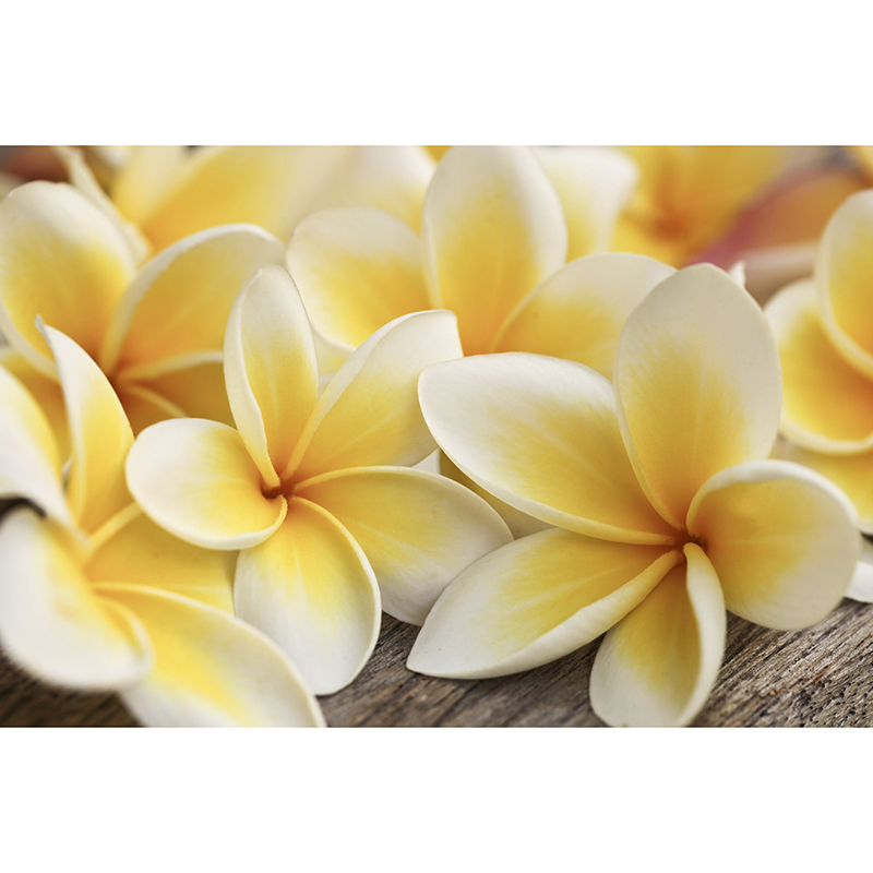 Tapet Plumeria Dimex