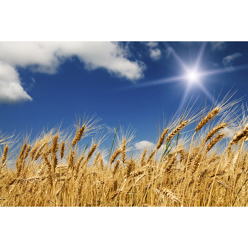 Tapet Wheat Field Dimex