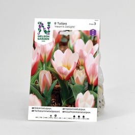 Tulpan Näckros röd/rosa
