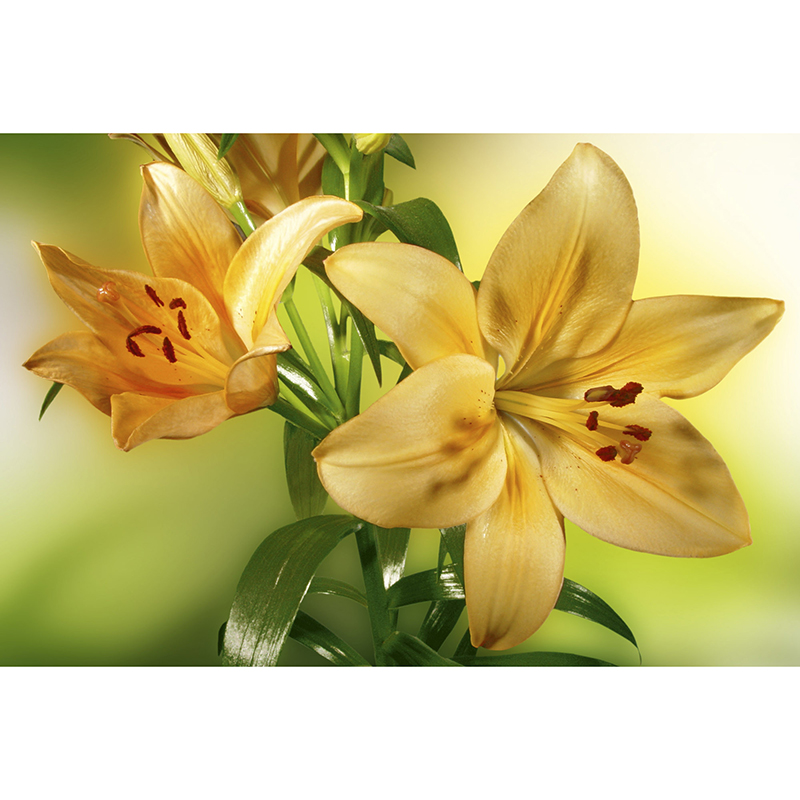 Tapet Lily Dimex
