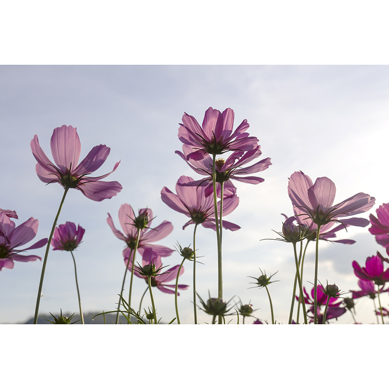 Tapet Cosmos Flowers Dimex