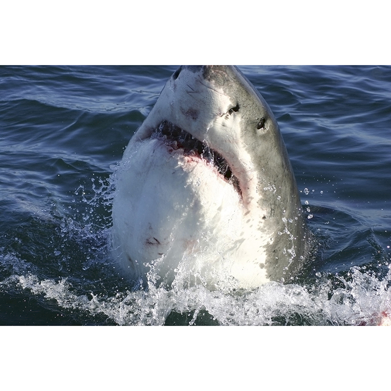 Tapet Shark Dimex