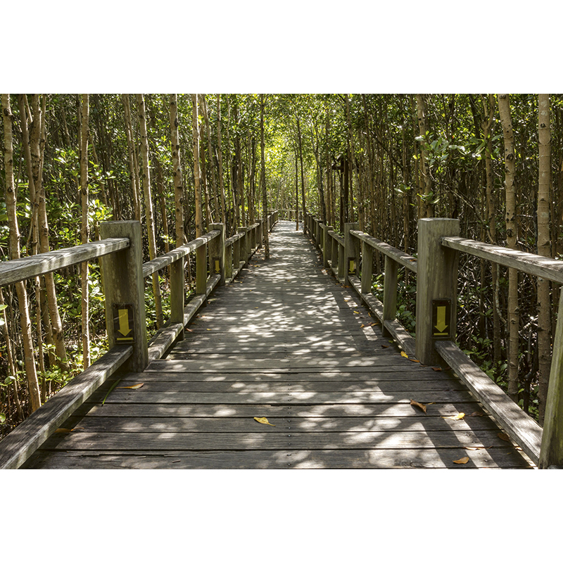 Tapet Mangrove Forest Dimex