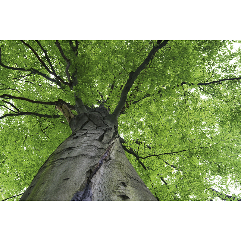 Tapet Treetop Dimex