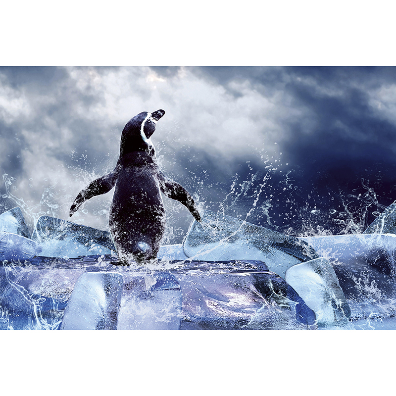Tapet Penguin Dimex