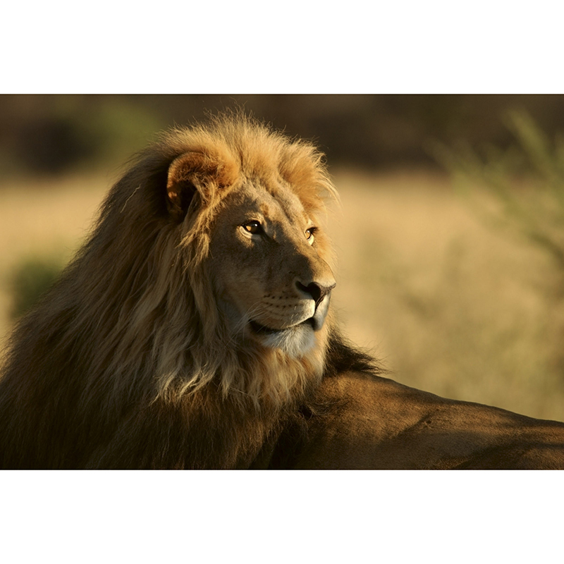 Tapet Lion Dimex