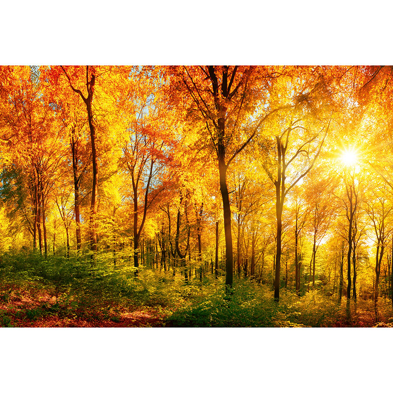 Tapet Suny Forest Dimex