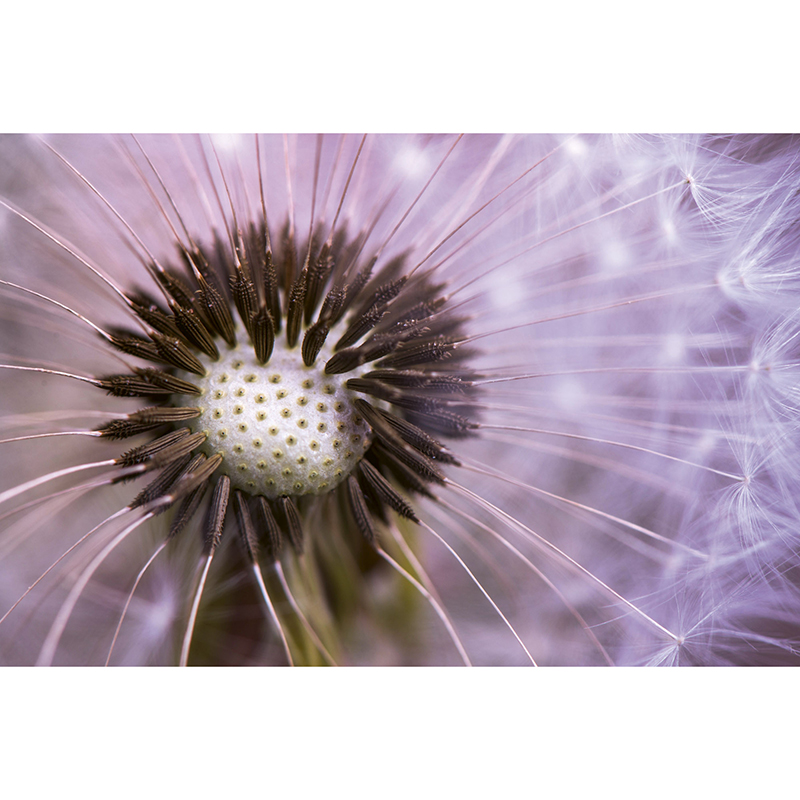Tapet Dandelion Dimex