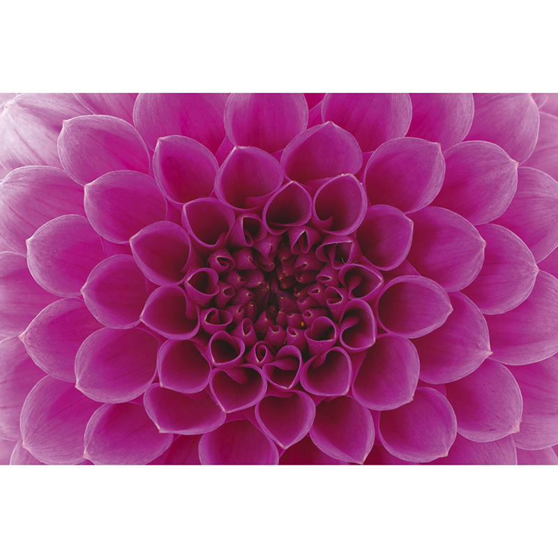 Tapet Pink Dahlia Dimex