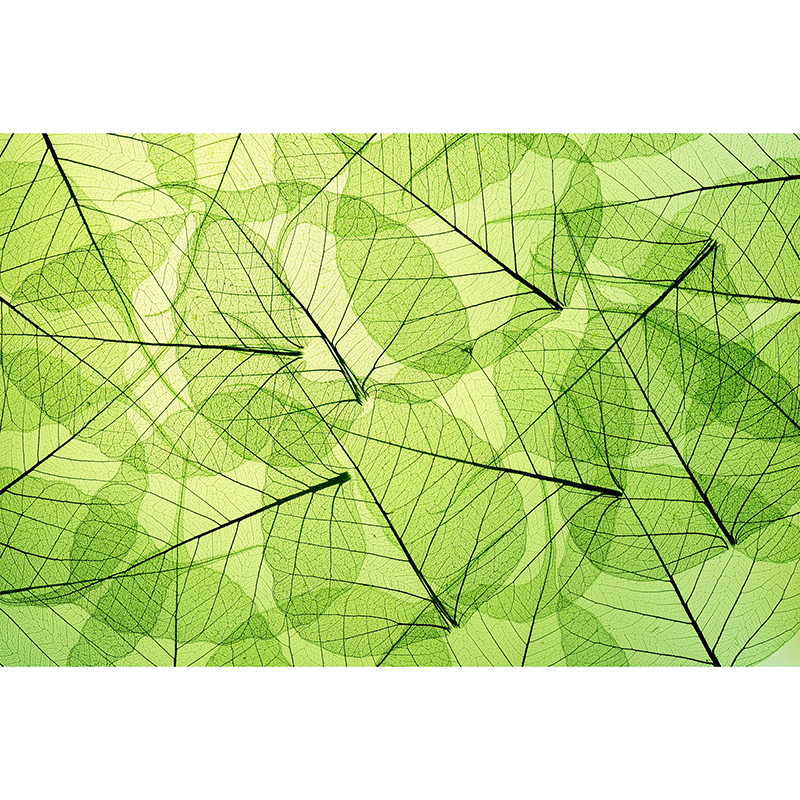 Tapet Leaf Veins Dimex