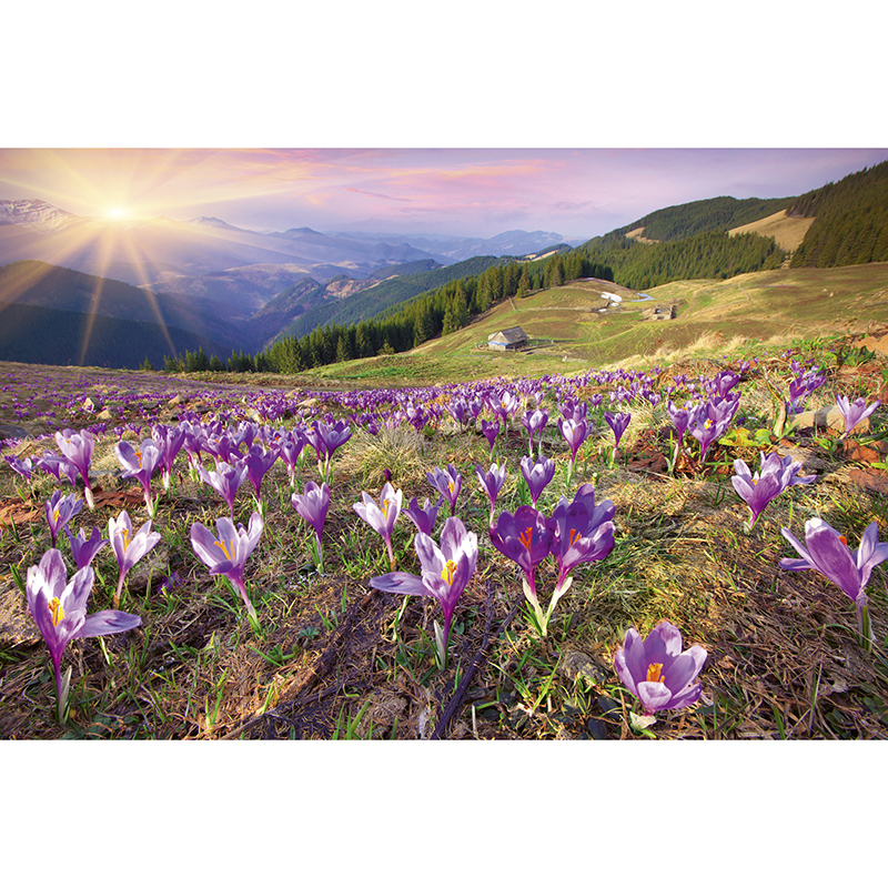 Tapet Crocuses At Spring Dimex