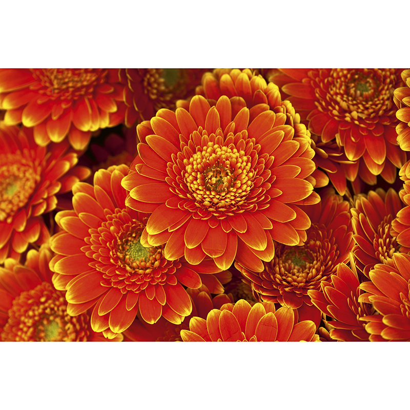 Tapet Gerbera Dimex